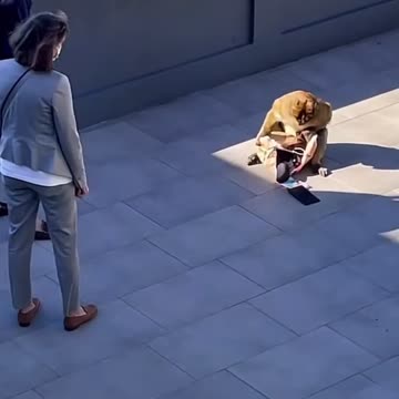 Monkey takes tourist purse!!!