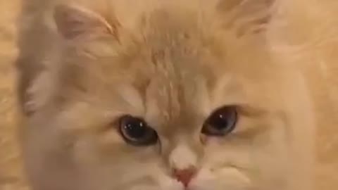 Cats are so funny PART 2 FUNNY CAT VIDEOS 😂 😂 😂