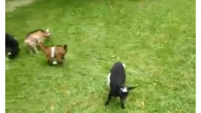 Goat Funny Video