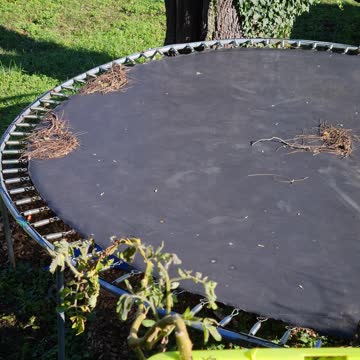 COLD KILLED MY TOMATOES LAST NIGHT