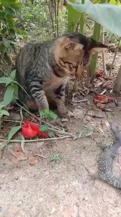 Baby Cats - Cute and Funny Cat Videos Compilation #37 | Aww Animals