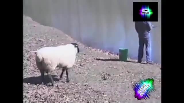 FUNNY ANIMALS youtube original
