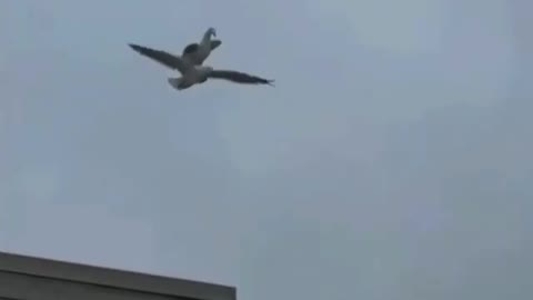 Two Love Birds On Each Other In Flight Mode