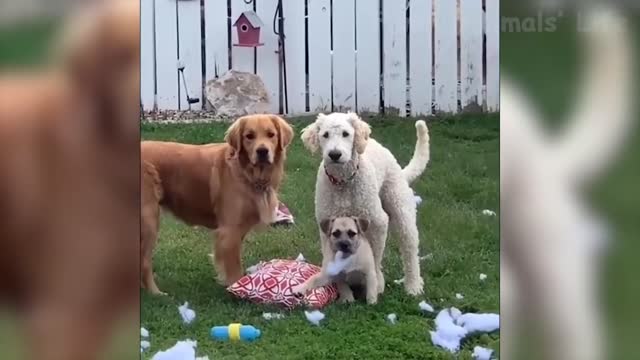 🤣 Funniest 🐶 Dogs and 😻 Cats ~ Awesome Funny Animals Videos 😇