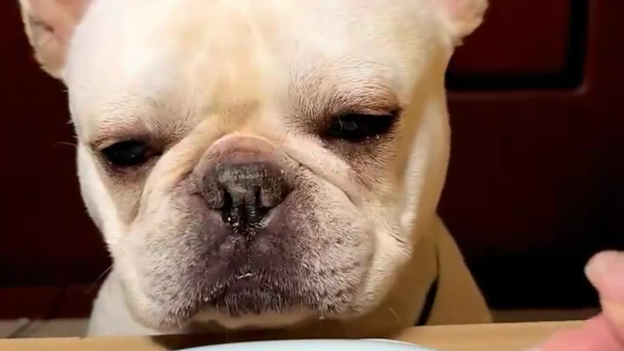 French Bulldog likes Bananas