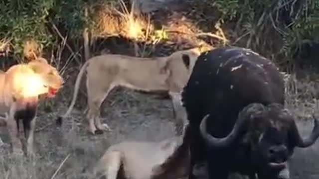 Buffalo vs 5 lions battle begins...