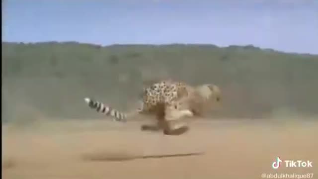 yt1s.com - Cheetah running to the top speed