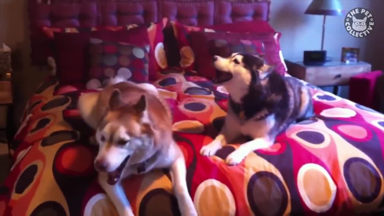 Funniest Husky Videos 🤣 🐶 Funny And Cute