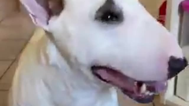 Baby dogs | cute and funny dog vidio