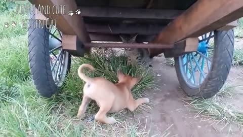 CAT AND DOG Awesome Friendship - Funny Cat and Dog Vines COMBINATION