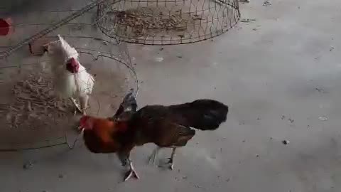 Battle between two hilarious chickens