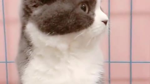 Cats turn their faces away when they're angry!