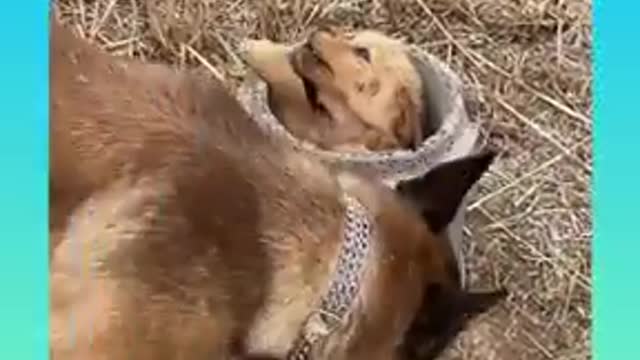Clever Alaskan Malamute hacks his way into the house