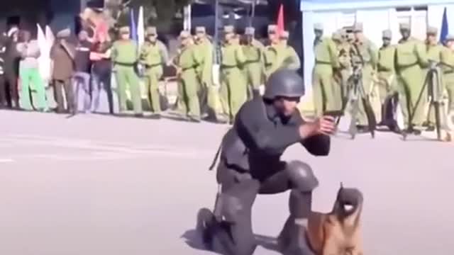 Dog training, Dog very cleverly, Army’s Dog