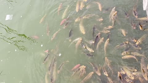 Fish in Islamabad