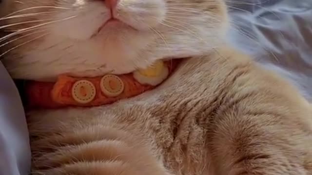 The cat feel relaxing