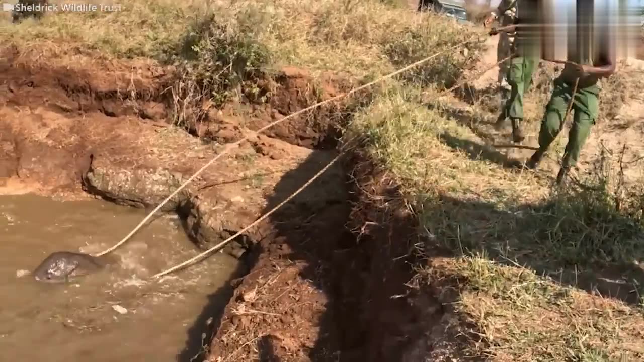 🐘👩‍👦 Elephant Mom & Baby Struggle in Deep Water Well! 💧💔