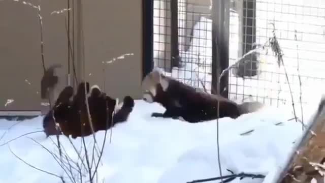 Red panda plying together.