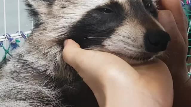 Mom loves raccoon