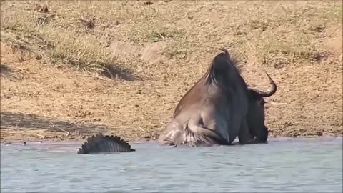 Dangerous Crocodile