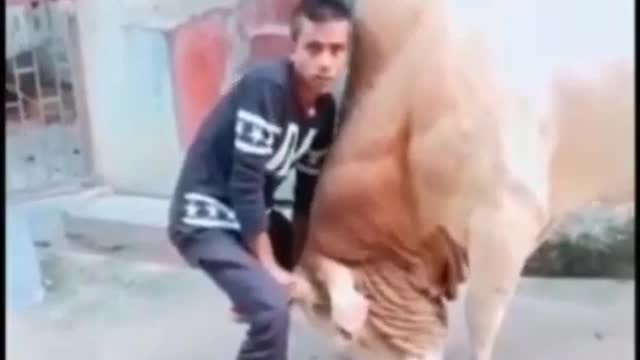 funny clip Very