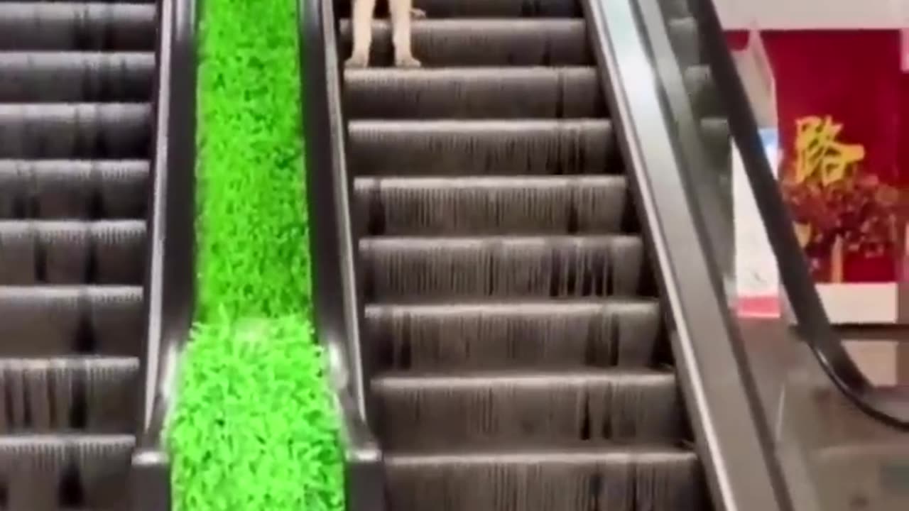 Cute Animals
