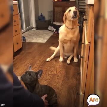 Hilarious doggy sits in a very distinguished manner