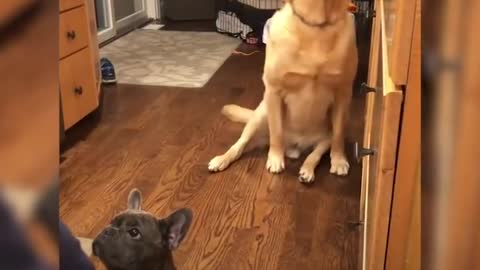 Hilarious doggy sits in a very distinguished manner