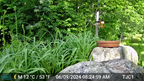 Chipmunk Fight