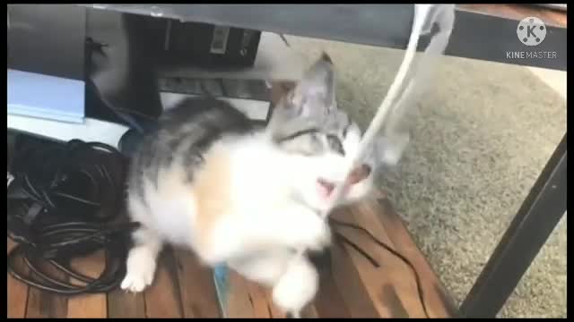 Funny cat