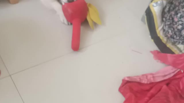 My dog play with red toy