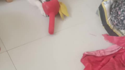 My dog play with red toy