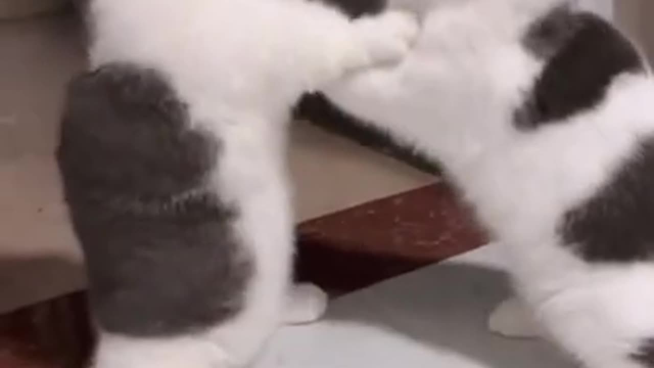 Cats fighting are so funny they make you laugh