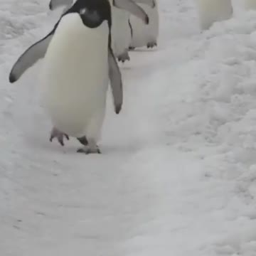 South Georgia-Penguin paradise of the South Atlantic