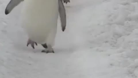 South Georgia-Penguin paradise of the South Atlantic