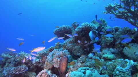 Schools of fish and coral are very beautiful under the sea