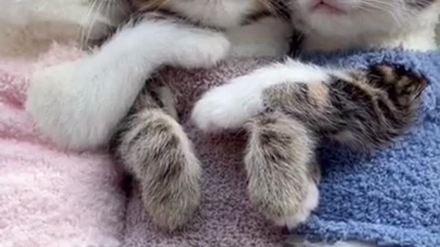 Three Kitten Cuteness. VERY SO CUTE..