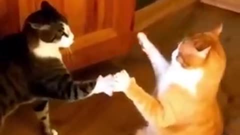 Funny animals video full funny video