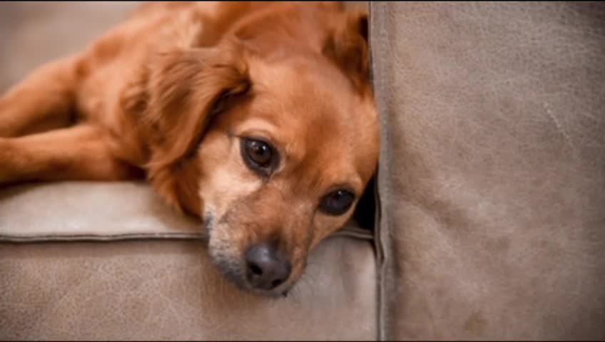 The dog is asleep emotional|animal videos