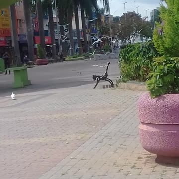 planeta selvagem pintando flores nas telas pts