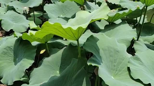 The lotus flowers are in full bloom, leaving mud without being stained