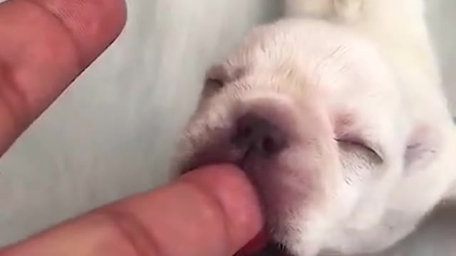 Dog baby mistook human finger for its mother's milk#shorts #animals