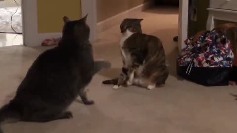 Funniest Cat And Dog Videos That Will Definitley Make You Laugh