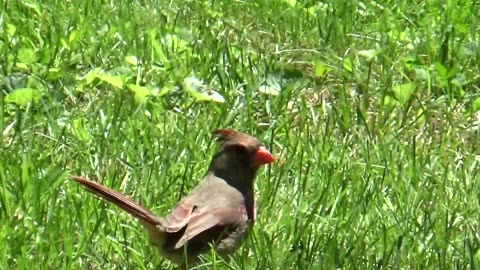 Female Cardinal