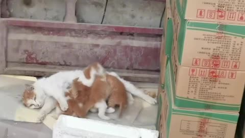 Kittens are a lovely family