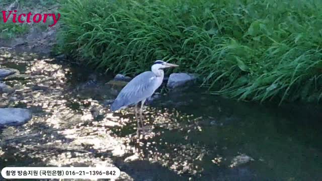 2. Herons hunting for fish. seoul korea.