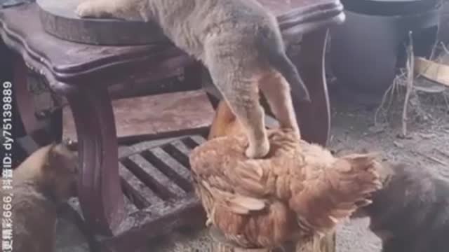Dog helps hen, a friend indeed is a friend in need