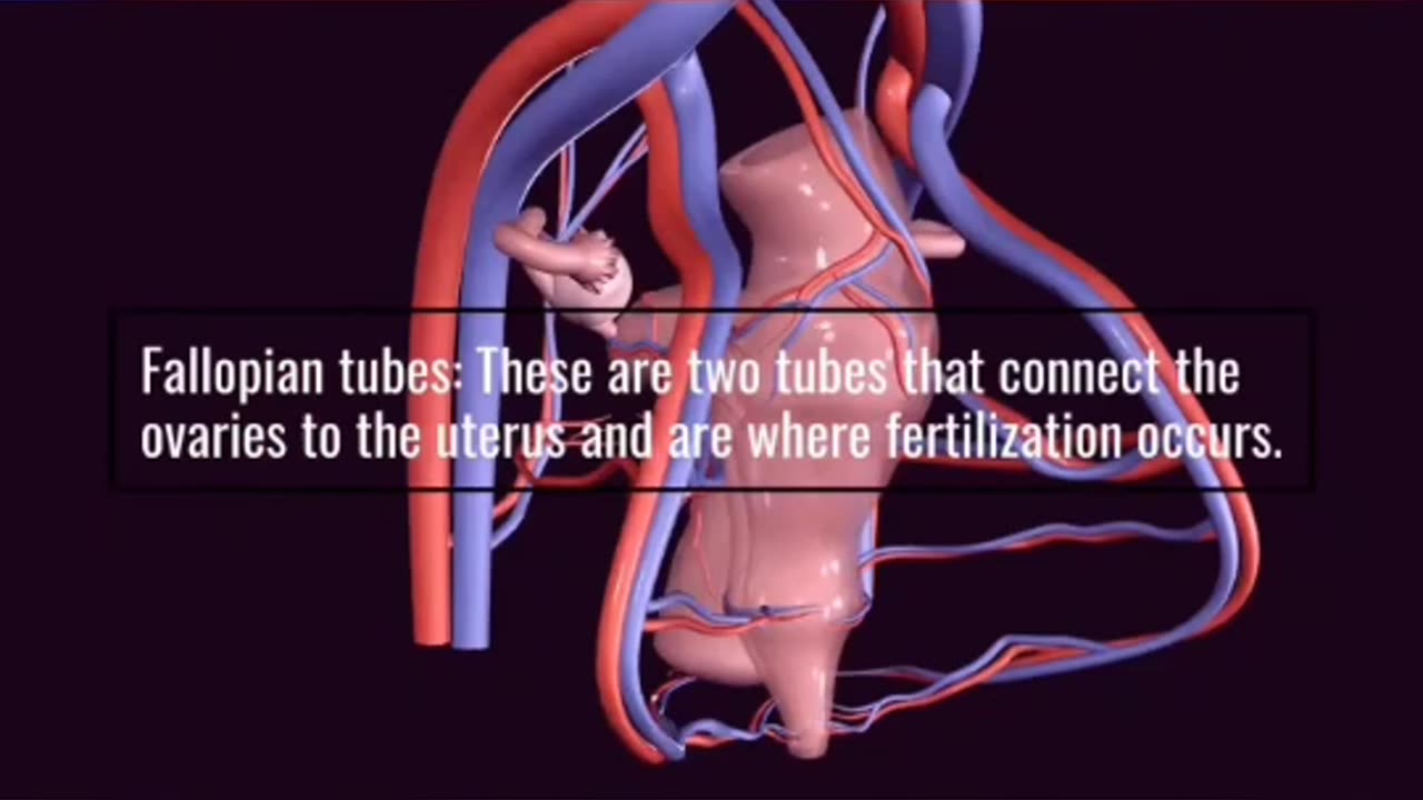 Female Reproductive System