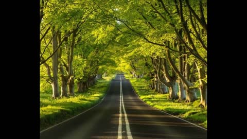 MAGICAL TREE TUNNEL