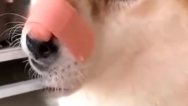 How to troll my dog